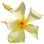 Gelber Sternjasmin