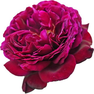 Munstead Wood rose