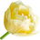 Verona-Tulpe
