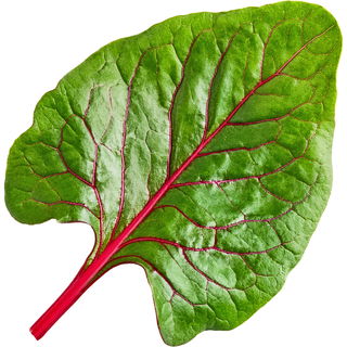 Chard