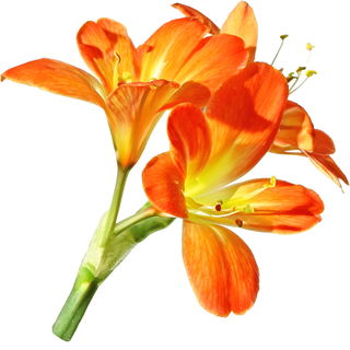 Bush lily