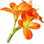 Bush lily