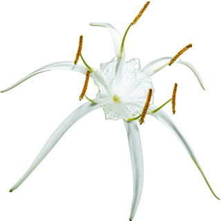 Beach spider lily