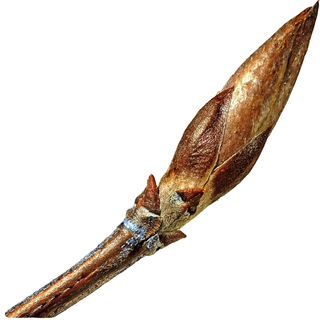 Balsam poplar bud