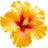 gelber Hibiskus