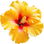 polynesischer Hibiskus