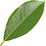 Camphor tree