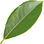 Camphor tree