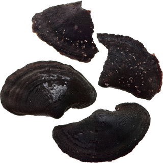 Choya Nakh