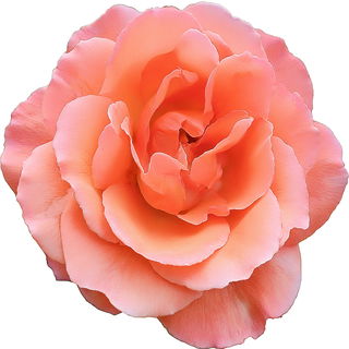 Coral Lions-Rose®