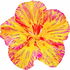 Wunderblume