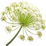 Persian hogweed CO2