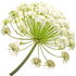 Giant hogweed