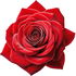 Rosa sherardii