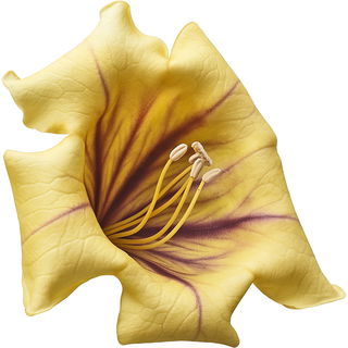 Solandra