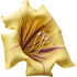 Solandra