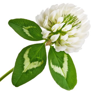 White clover