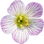 Wood sorrel blossom