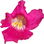Desert willow