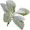 Silver sage