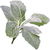 Silver sage
