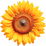 Sonnenblume