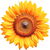 Sonnenblume