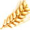 Wheat