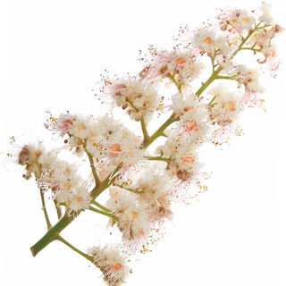 Kastanienblüte