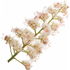 Kastanienblüte