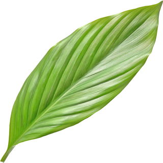 indisches Kurkumablatt