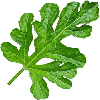 Wassermelonenblatt