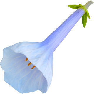 Mertensia