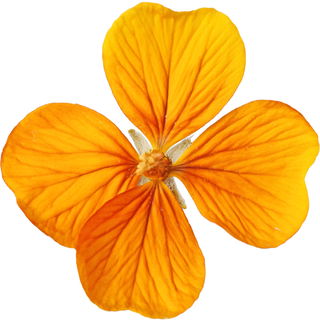Goldlack