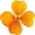 Aegean wallflower