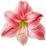 pinke Amaryllis