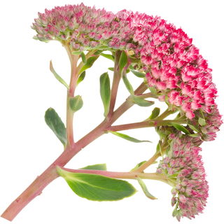 French stonecrop