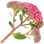 Sedum