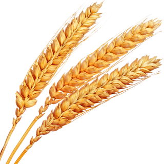 Rye