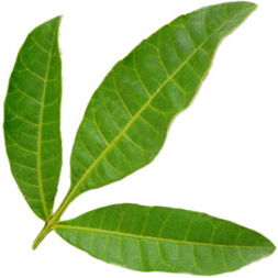Pfefferbaum
