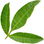 Peruvian pepper tree
