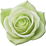 grüne Rose