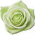 grüne Rose