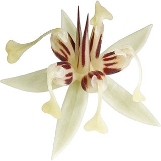 Cocoa blossom