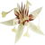 Cocoa blossom