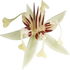 Cocoa blossom