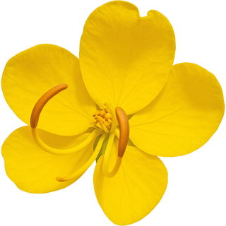 Kassiablüte