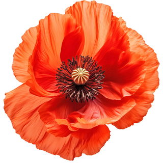 Klatschmohn