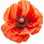 Klatschmohn