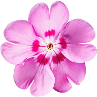 Phlox